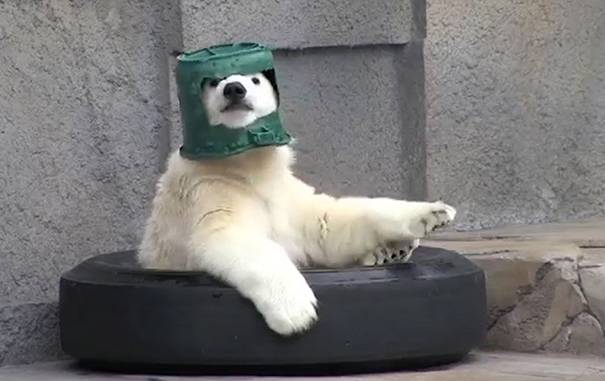 Holiday Of Polar Ranger