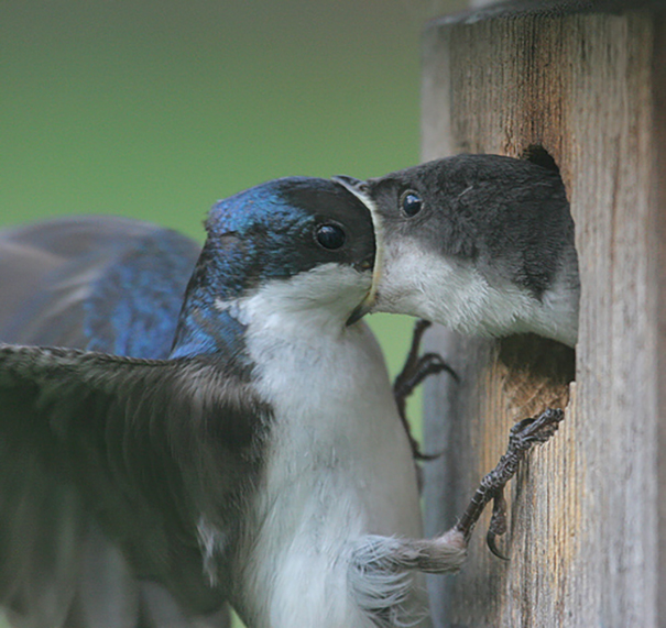 Swallow Swallowing A Swallow