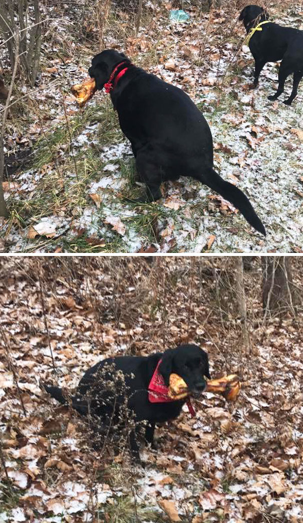 I Bought My Dog, Nes, A New Giant Bone And She Won't Go Anywhere Without It. Including To Poops