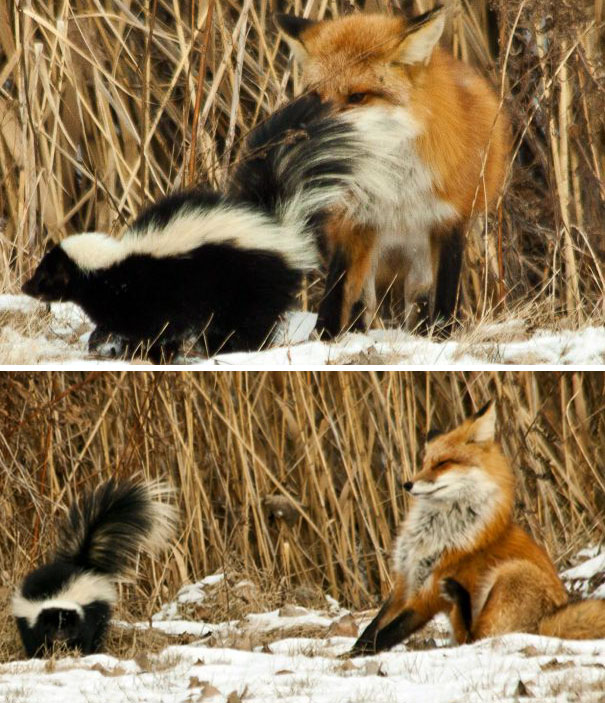 Here's A Stink-Bomb For You