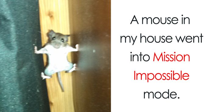 58 Of The Funniest Animal Fails Ever