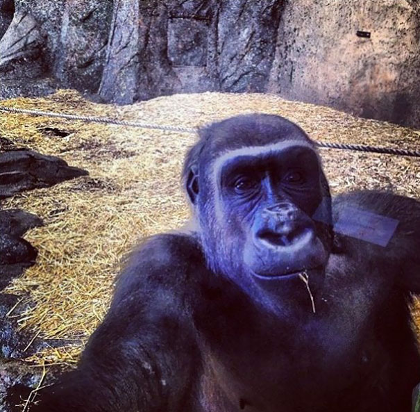 Gorilla Selfie