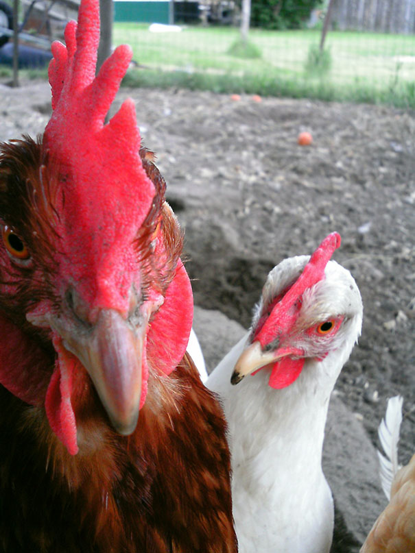 Taught My Chickens How To Selfie