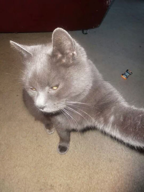 My Cat Took A Selfie