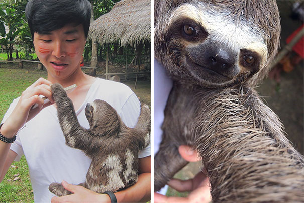 Let A Sloth Take A Selfie On My Phone In The Amazon