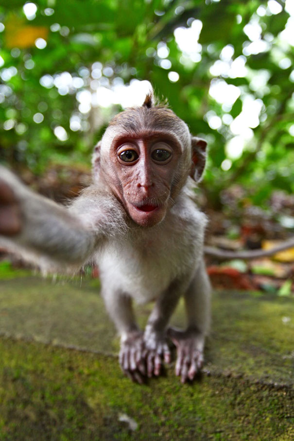 Little Monkey-Selfie