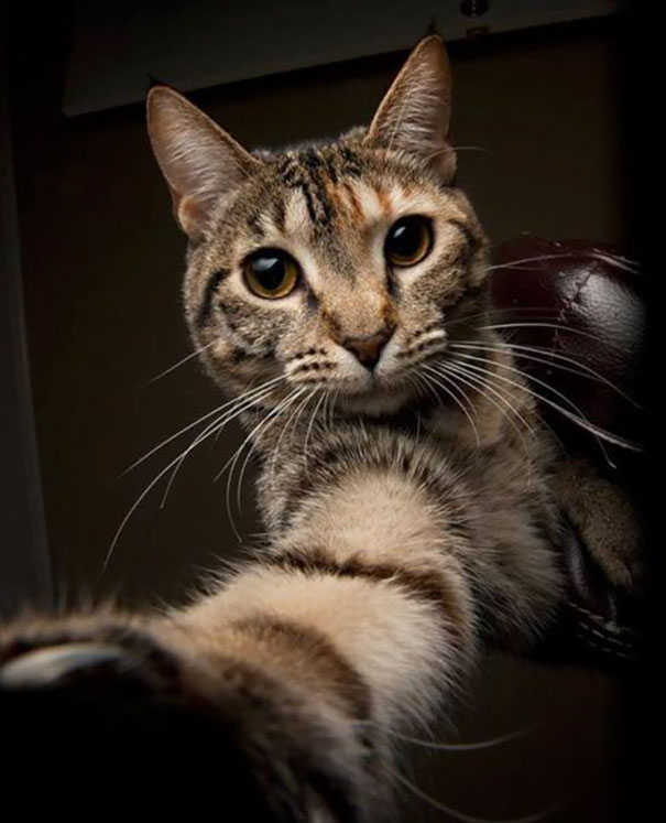 Cat Wanted To Take A Selfie