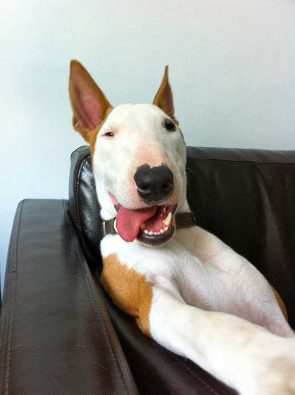 I Can't Decide If He Is The Most Interesting Dog Or The Happiest Dog Ever