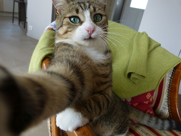 My Cat Upped Her Selfie Game