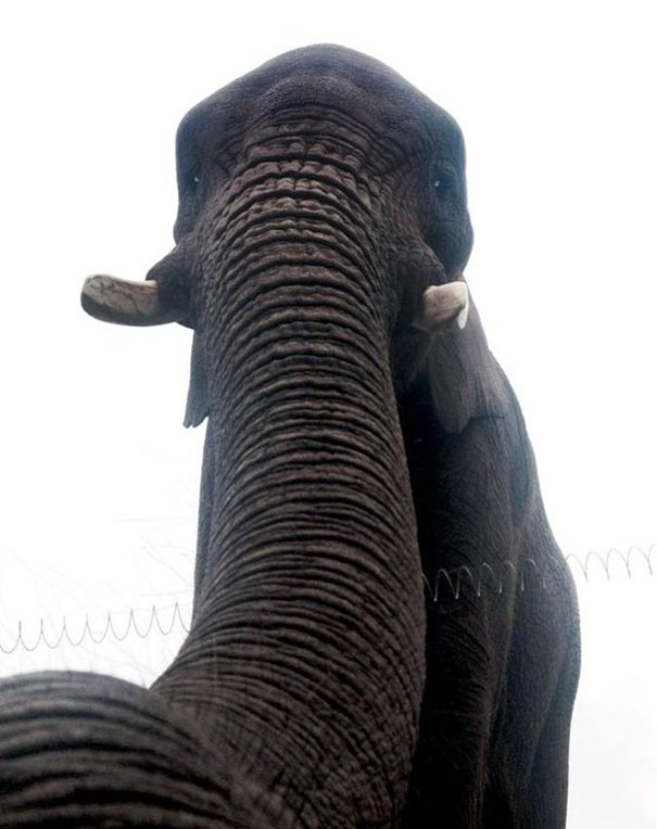 Elephant Selfie