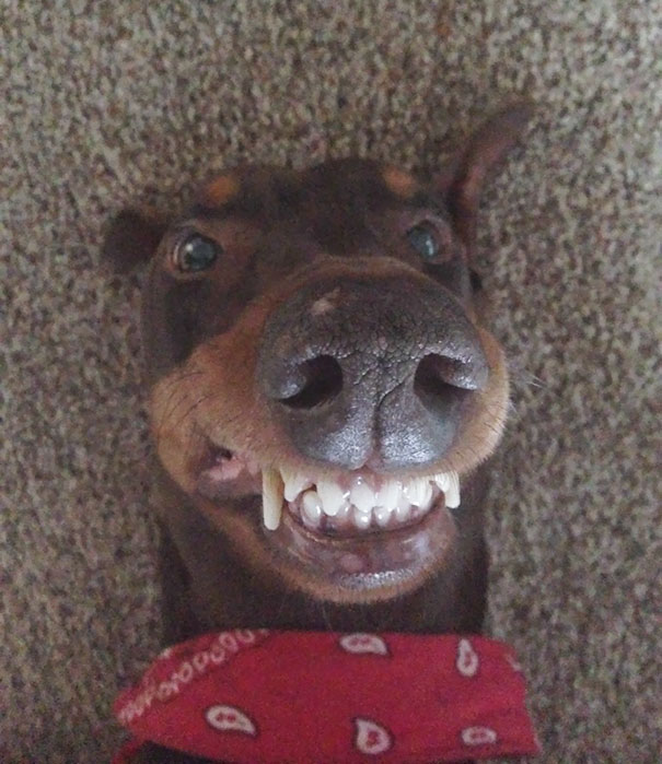 My Dog Took A Selfie