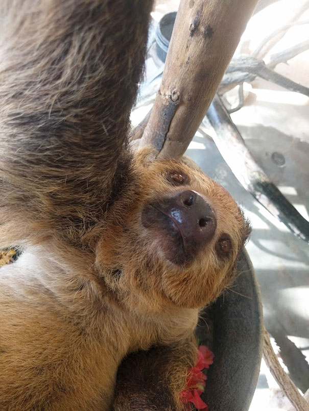 Sloth Taking A Selfie