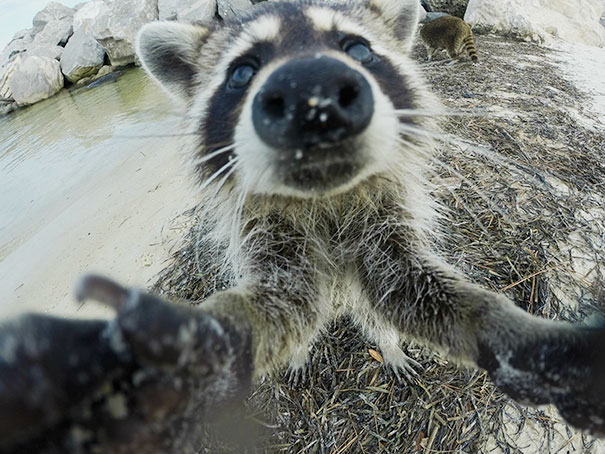 I Met A Raccoon On The Beach And He Took A Selfie