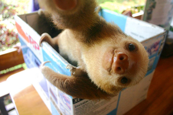 Baby Sloth Selfie