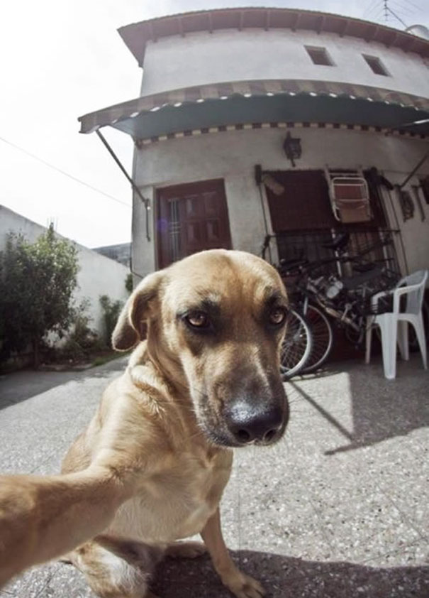 Dog Selfie