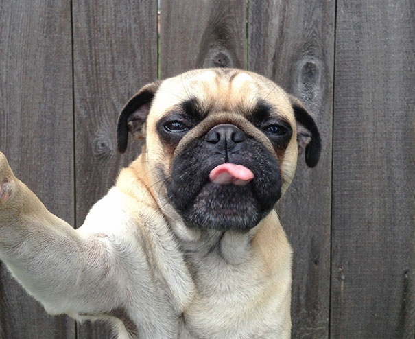 Pug Selfie