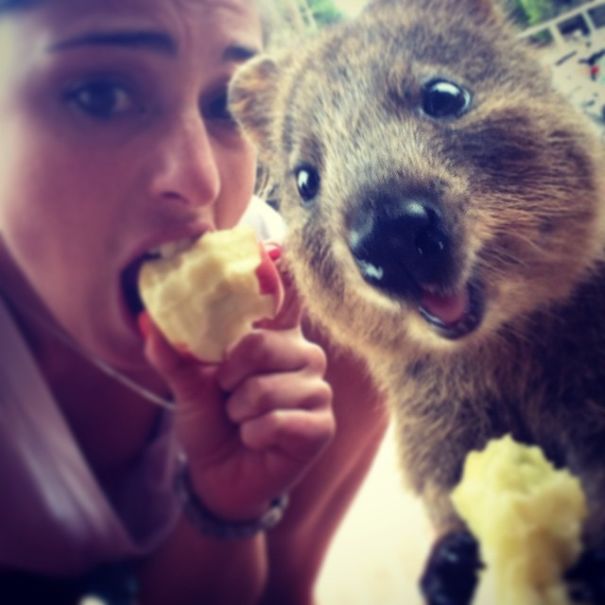 Quokka Selfie