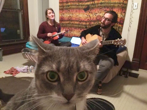 Cat Takes Selfie To Prove He Is Being Abused