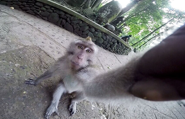 A Monkey Stole My Go Pro While I Was In Indonesia. It Seems That He Fully Adapted To The Selfie Culture