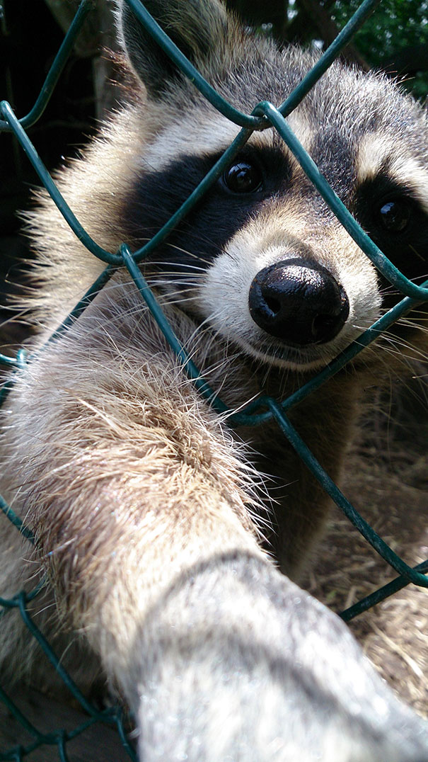I Met This Little Guy Today, But First He Took A Selfie