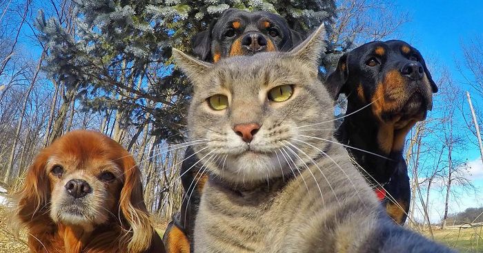 107 Animals Taking Selfies That Will Make You Smile