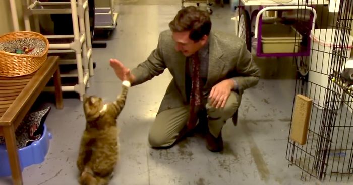 Animal Shelter Tries To Make Hilarious Low-Budget Cat Commercial, It Goes Viral Beyond Their Expectations