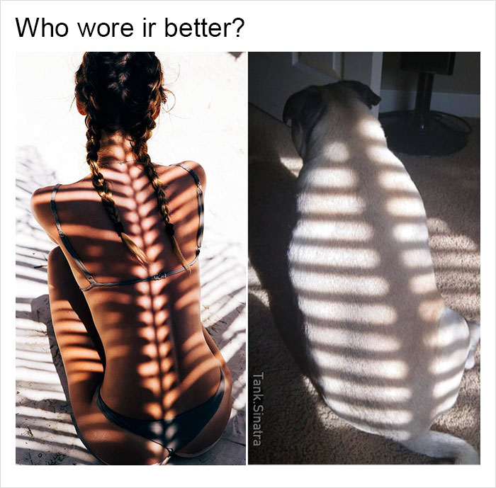 Funny-memes-tank-sinatra