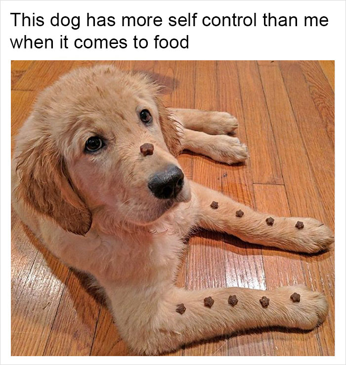 Funny-memes-tank-sinatra