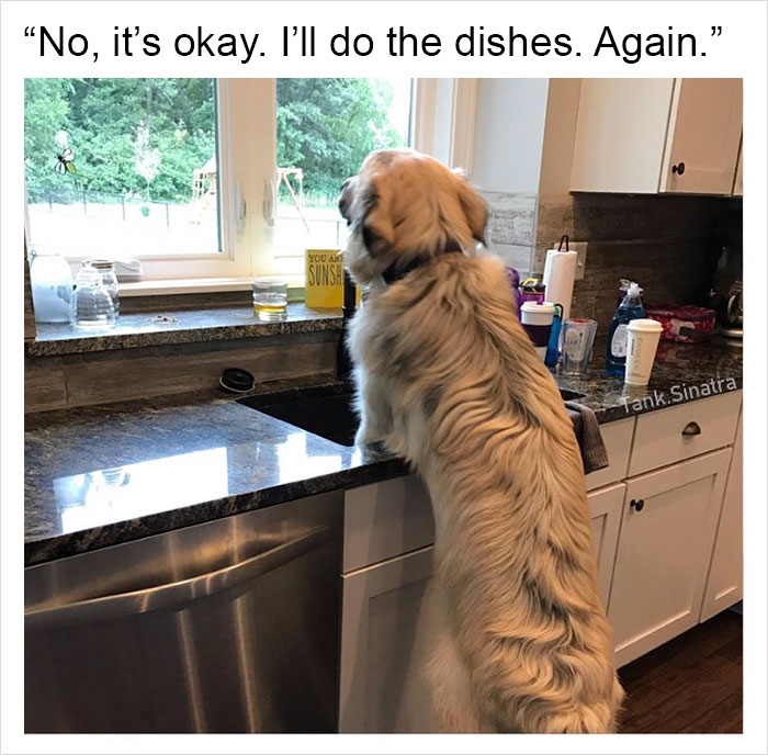 Funny-memes-tank-sinatra