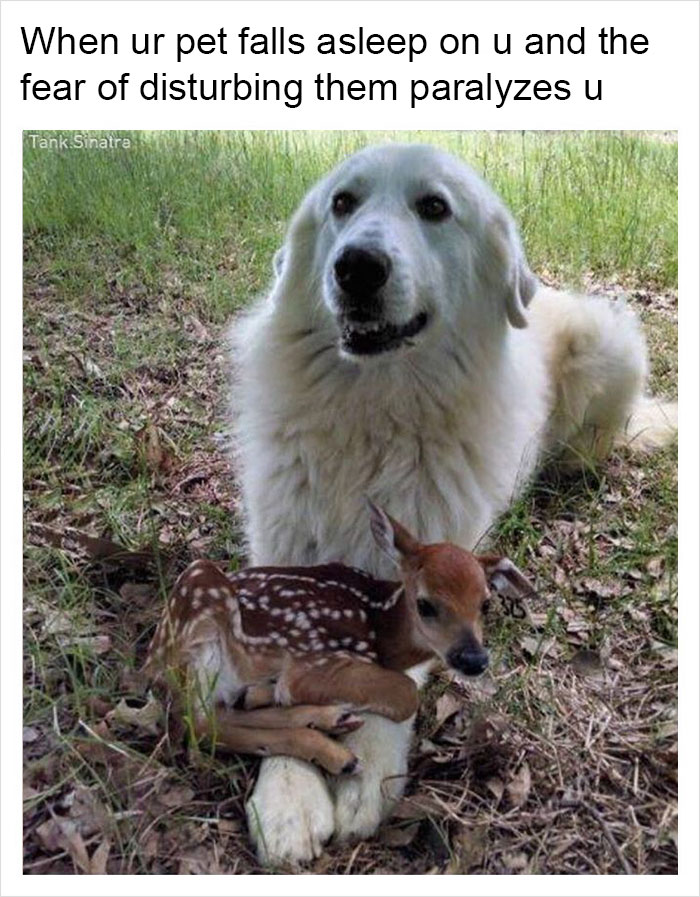 Funny-memes-tank-sinatra