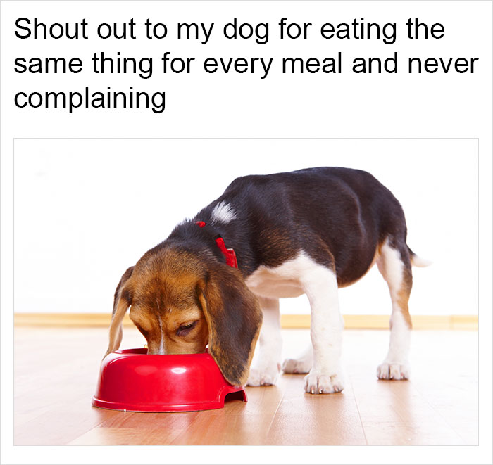 Funny-memes-tank-sinatra