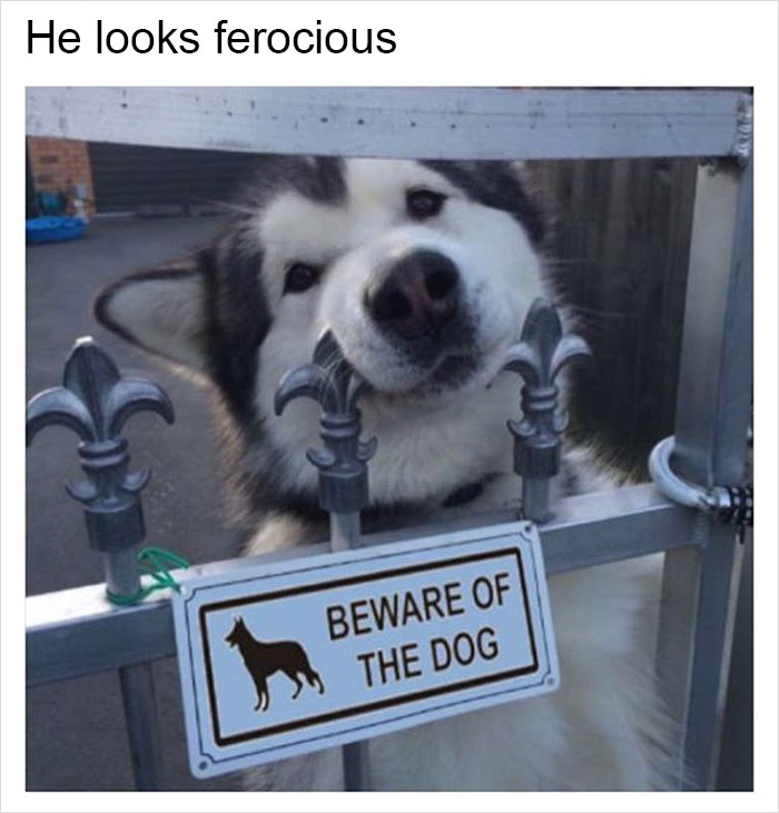 Funny-memes-tank-sinatra