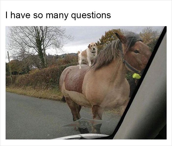 Funny-memes-tank-sinatra