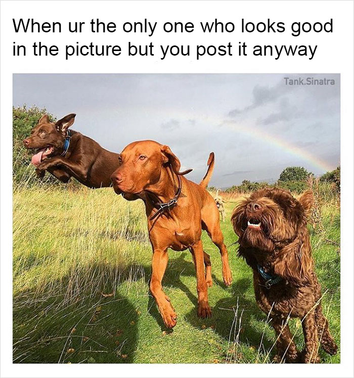 Funny-memes-tank-sinatra