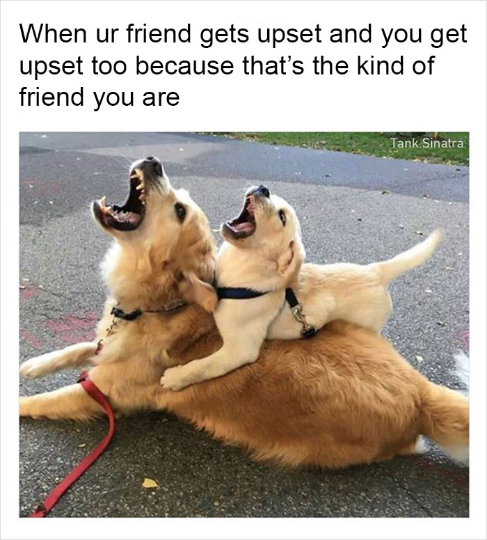 Funny-memes-tank-sinatra