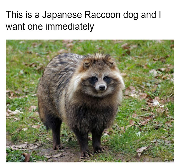 Funny-memes-tank-sinatra