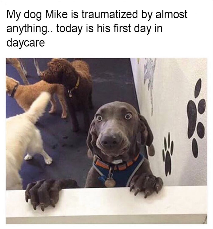 Funny-memes-tank-sinatra