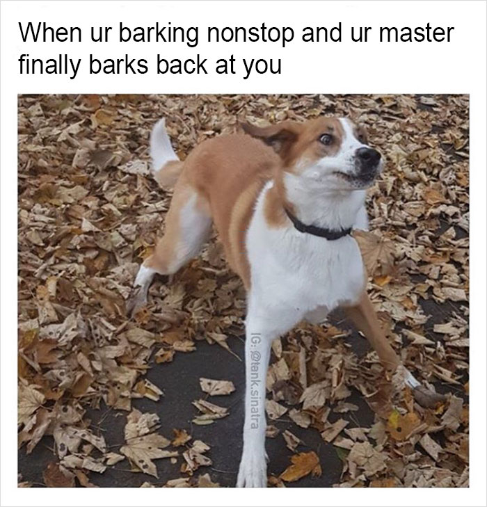 Funny-memes-tank-sinatra