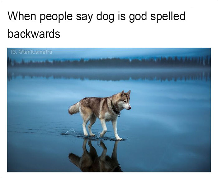 Funny-memes-tank-sinatra