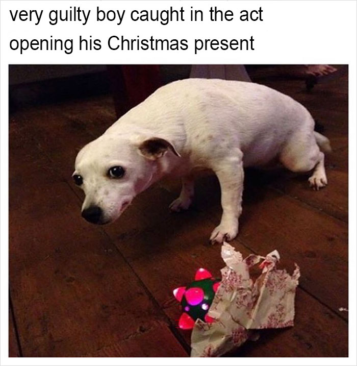 Funny-memes-tank-sinatra