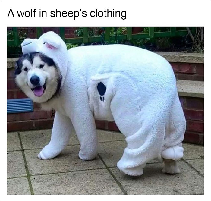 Funny-memes-tank-sinatra