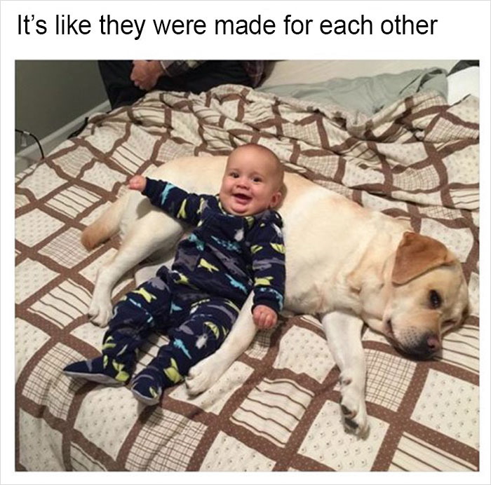 Funny-memes-tank-sinatra