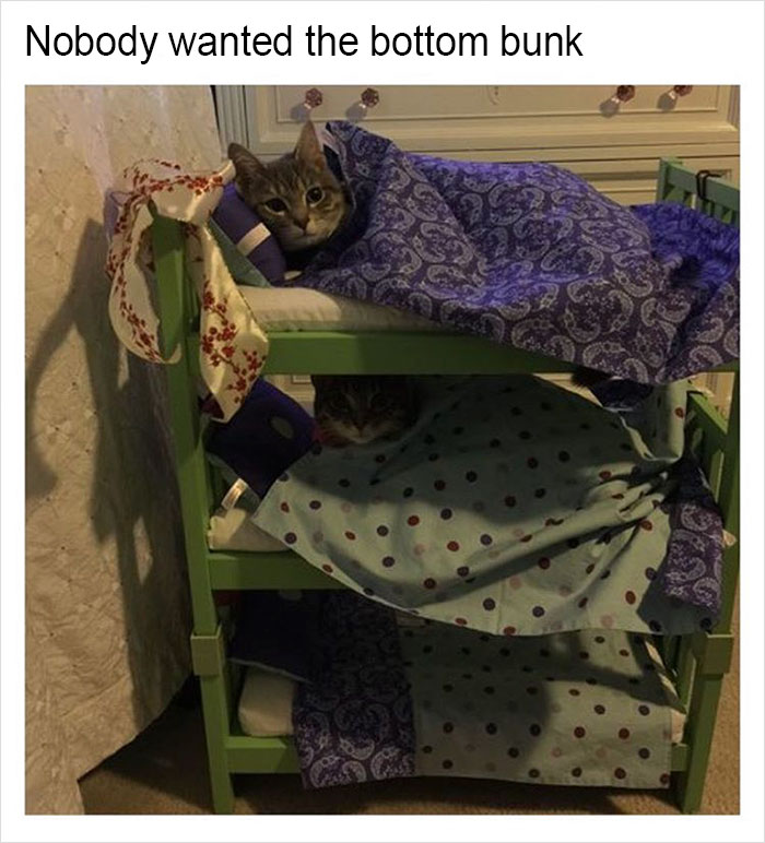 Funny-memes-tank-sinatra