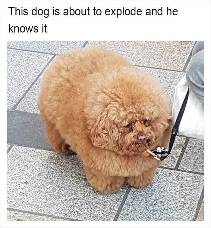 Funny-memes-tank-sinatra