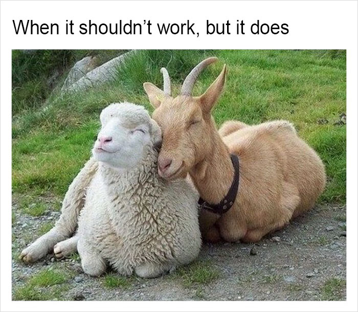 Funny-memes-tank-sinatra