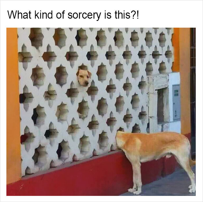 Funny-memes-tank-sinatra