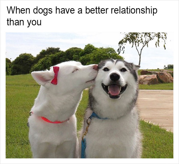 Funny-memes-tank-sinatra