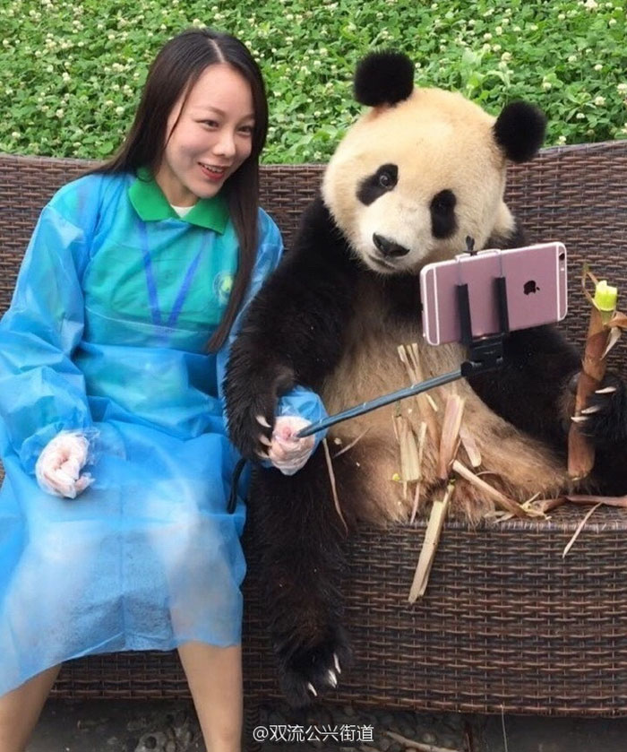 giant-panda-poses-tourist-selfie-2 giant-panda-poses-tourist-selfie-2