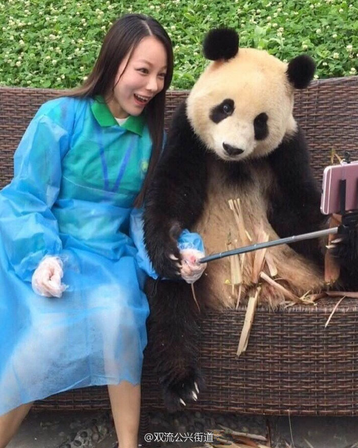 giant-panda-poses-tourist-selfie-4 giant-panda-poses-tourist-selfie-4