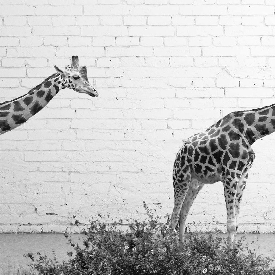 I See The World In A Minimalist Way